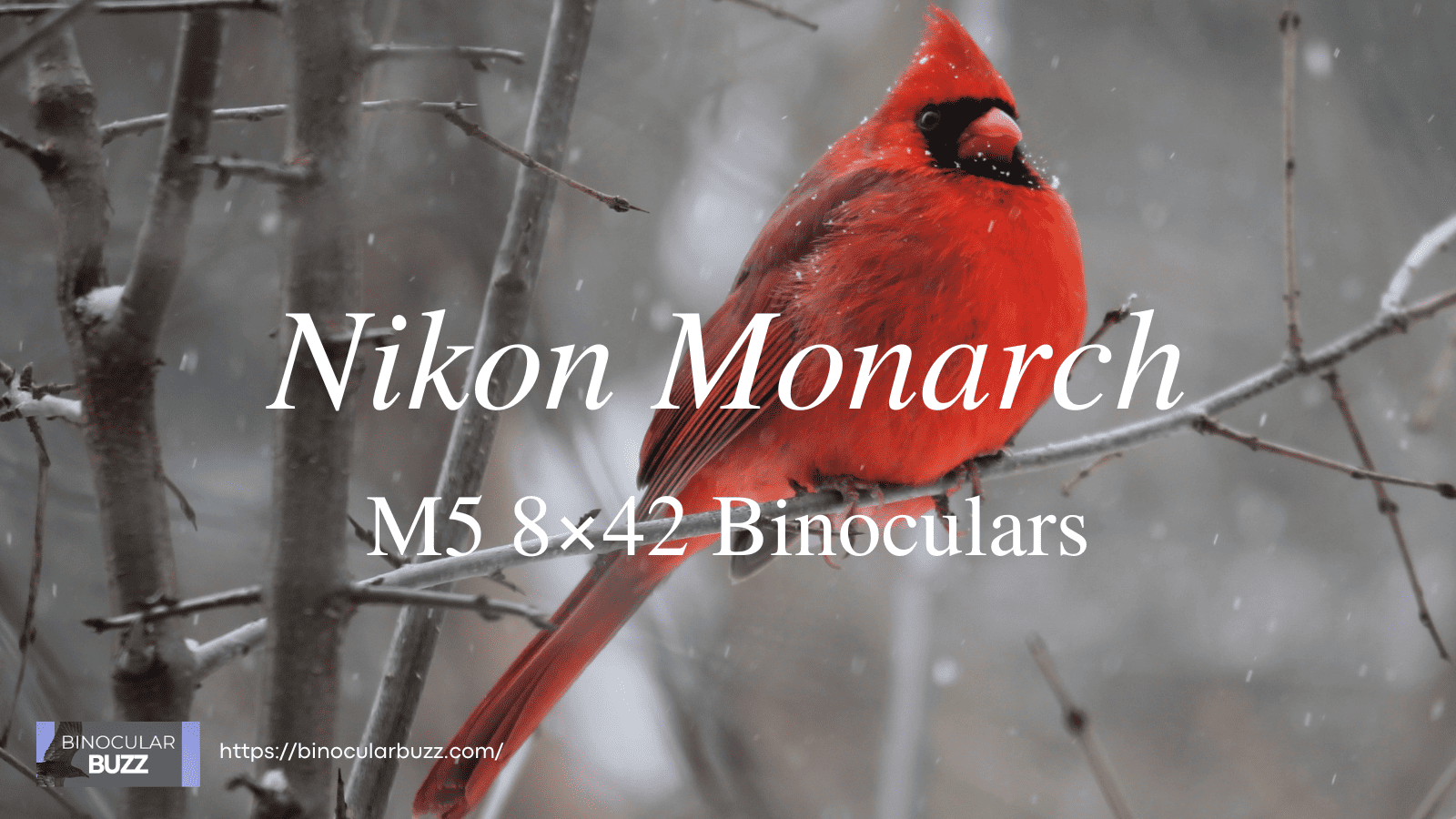 Nikon Monarch M5 8×42 Binoculars Review