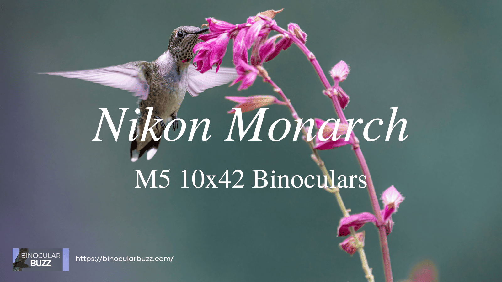 Nikon Monarch M5 10x42 Binoculars Review [2024]
