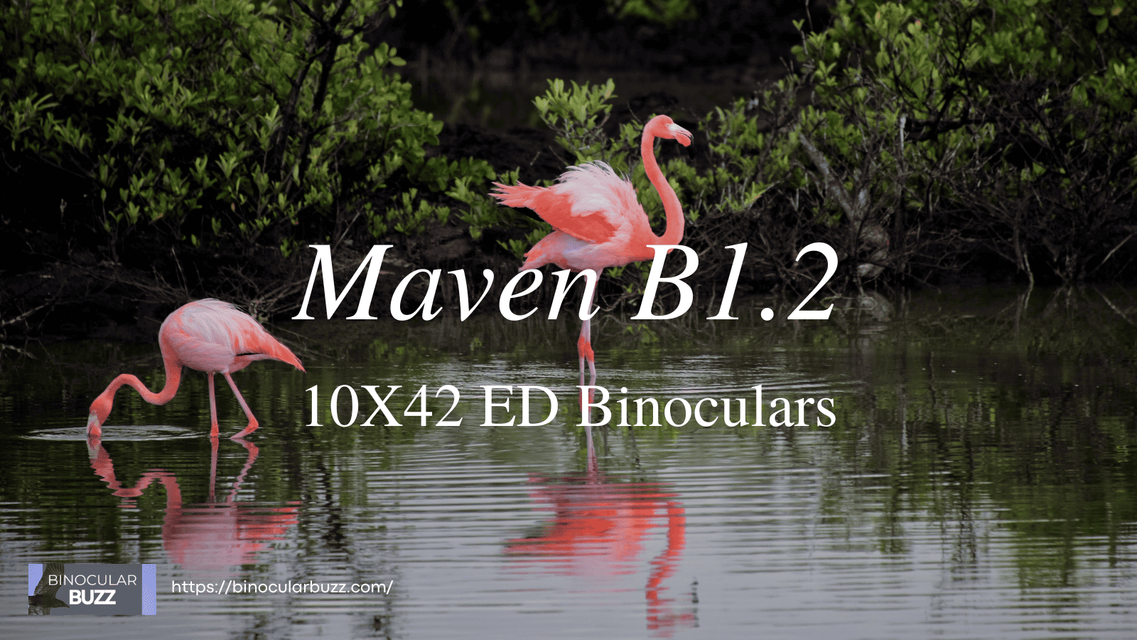 Maven B1.2 10X42 ED Binoculars Review [2042]
