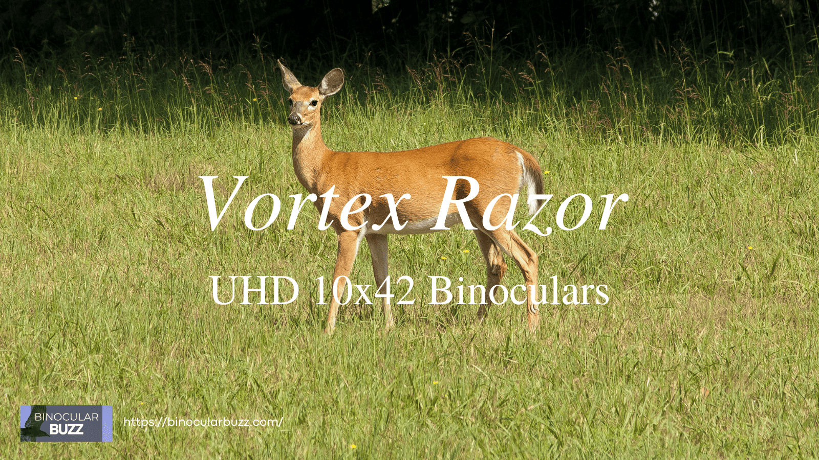 Vortex Razor UHD 10x42 Binoculars Review [2024]