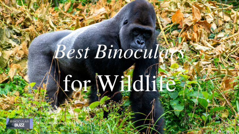 7 Best Binoculars for Wildlife Viewing in 2024!