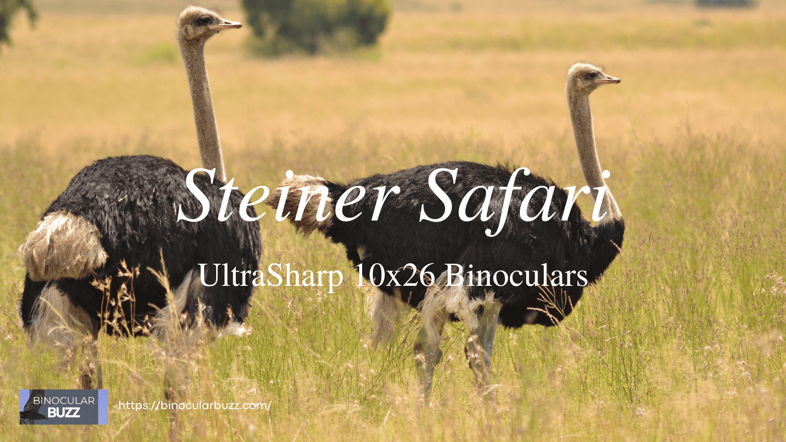 Steiner Safari UltraSharp 10x26 Binoculars Review [2024]