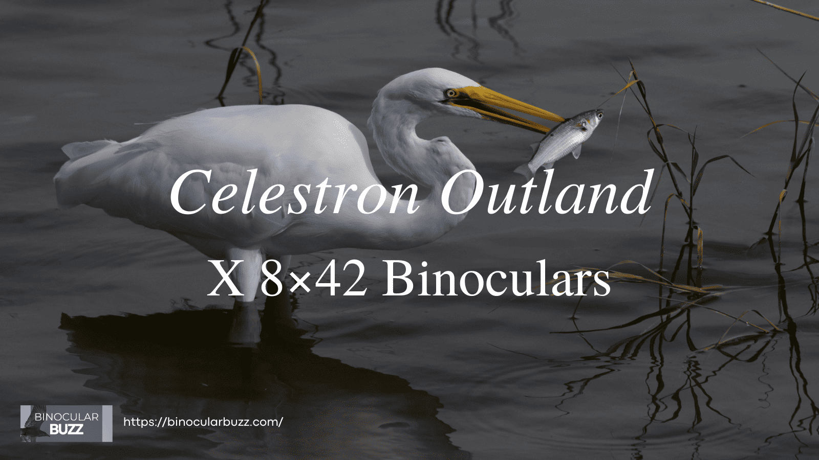 Celestron Outland X 8×42 Binoculars Review [2024]