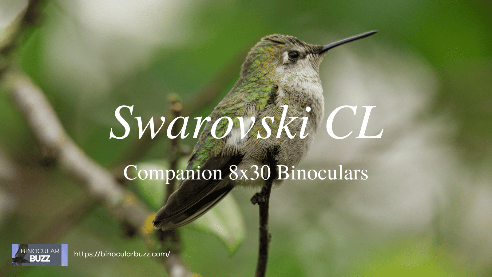 Swarovski CL Companion 8x30 Binoculars Review [2024]