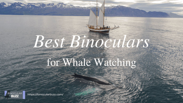 7 Best Binoculars for Whale Watching in 2024!