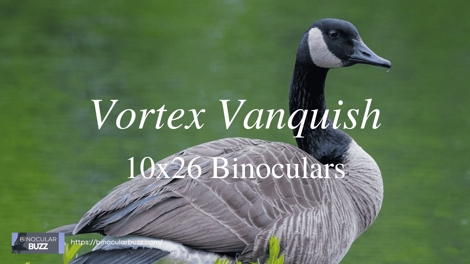 Vortex Vanquish 10x26 Binoculars Review [2024]