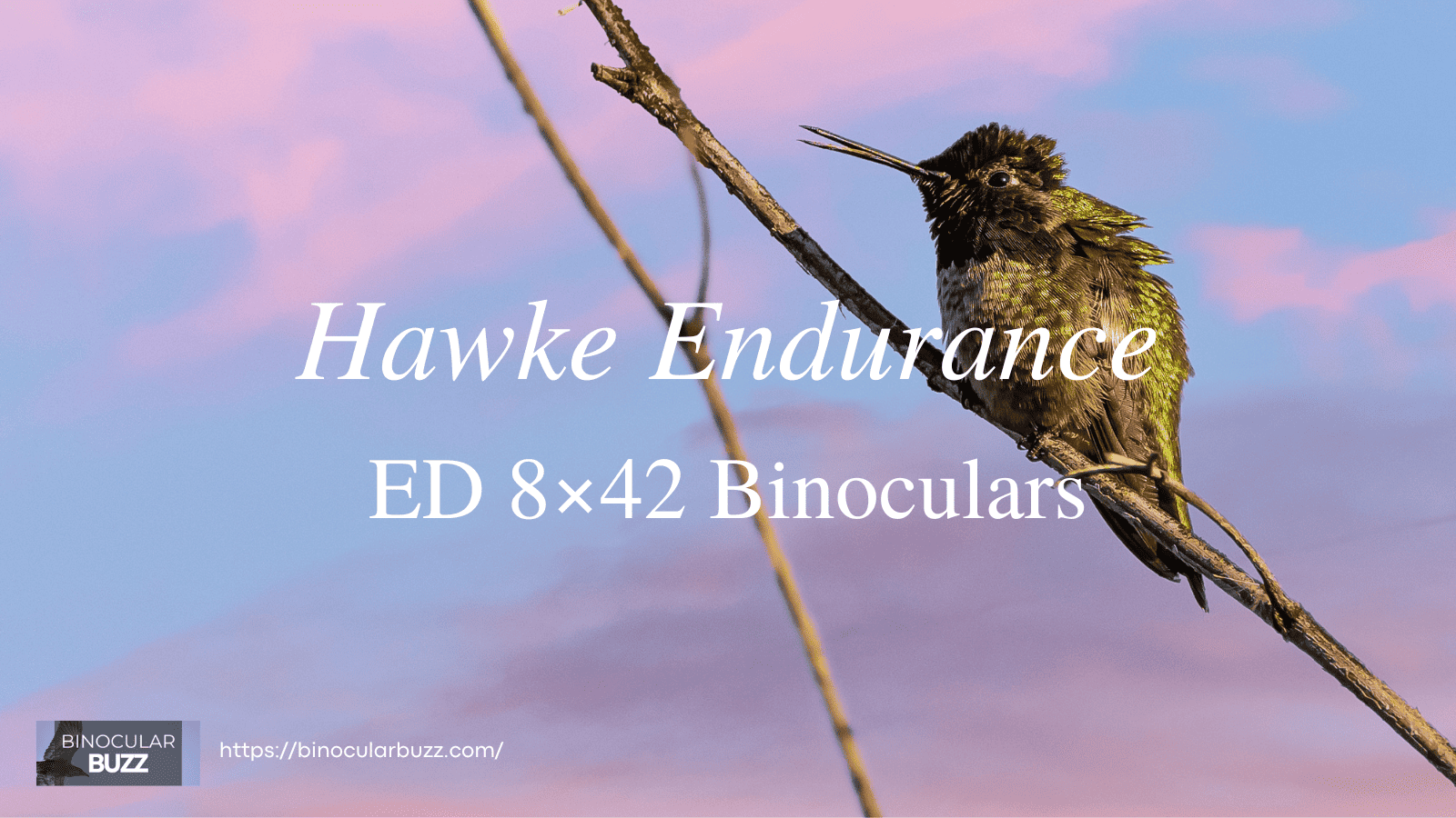 Hawke Endurance ED 8x42 Binoculars Review [2024]