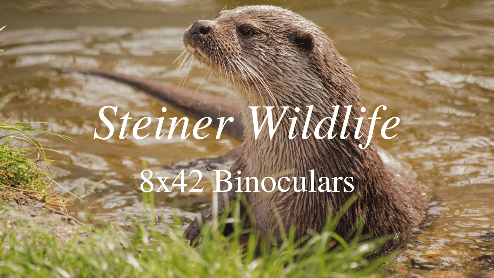 Steiner Wildlife 8x42 Binoculars Review [2024]
