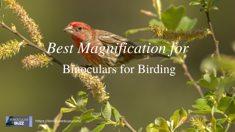 Best Magnification for Binoculars for Birding: A Practical Guide [2024]