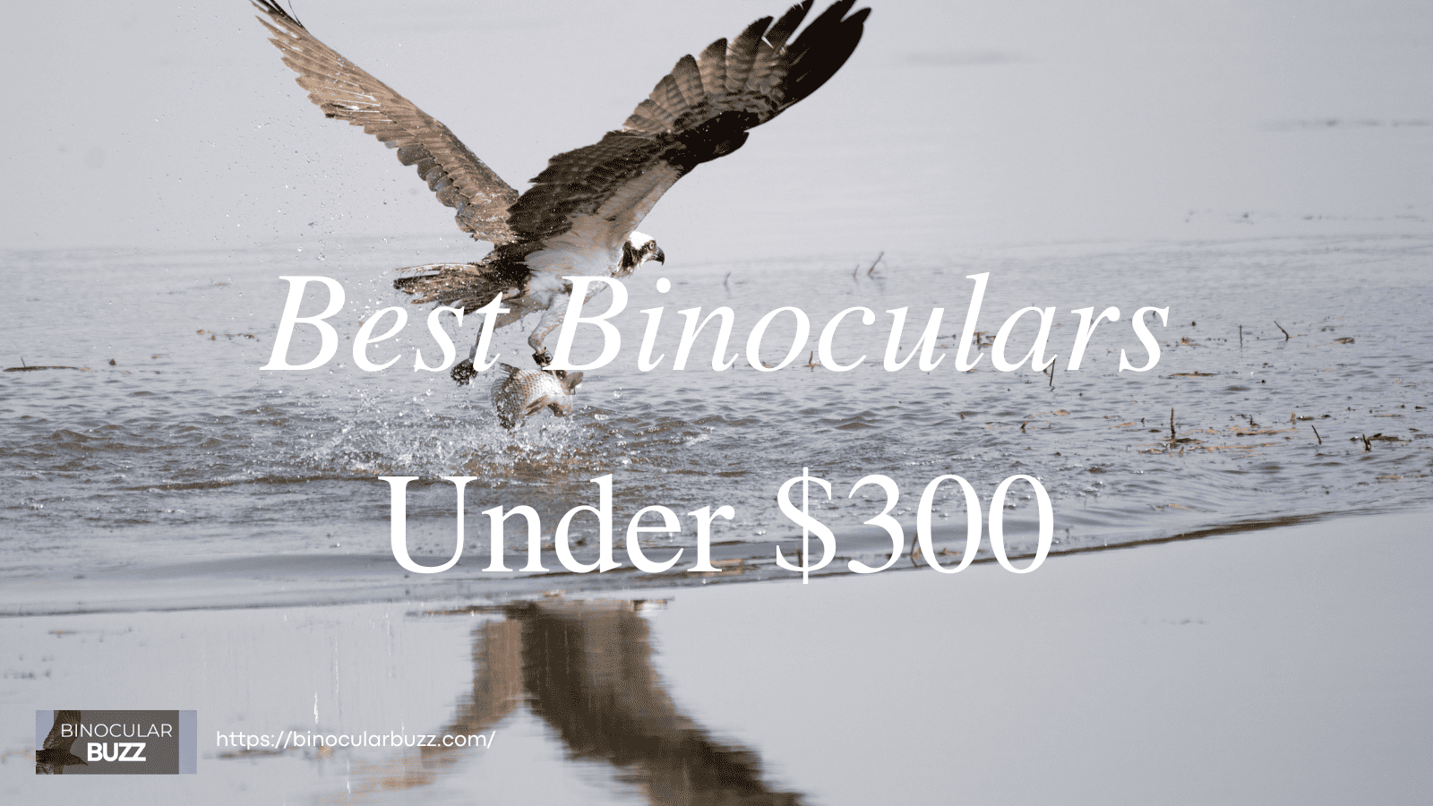 Best Binoculars Under $300